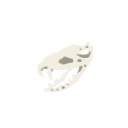 异蛇头骨