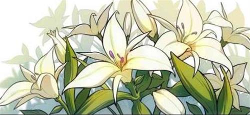 原神手游塞西莉亚花在哪里 原神手游塞西莉亚花在哪里