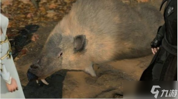 《博德之门3》野猪位置