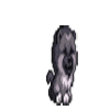 《DNF》宠物大全