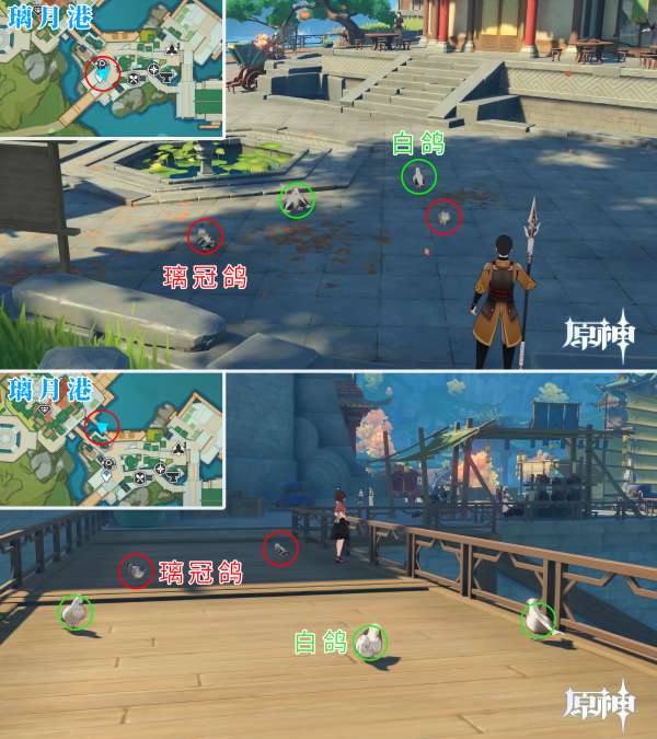原神鸽子在哪