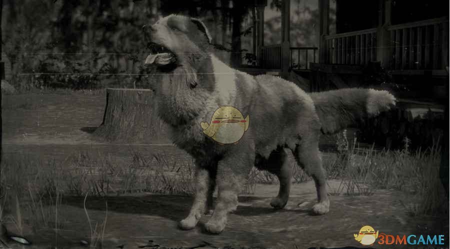 《荒野大镖客2》边境牧羊犬图鉴一览