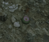 gta5仙人掌位置