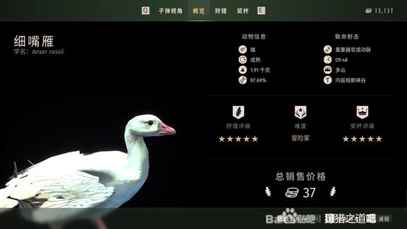 狩猎之道五星小斑背浅鸭细嘴鸭怎么捕猎